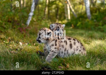 Cougar Kitten (Puma Concolor) poggia la testa sui fratelli nell'autunno - animali in cattività Foto Stock