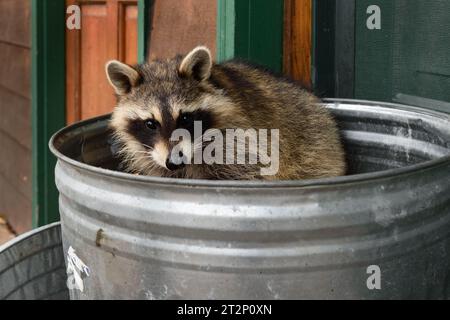 Raccoon (lotor di Procyon) si affaccia dall'interno della spazzatura, animale in cattività Foto Stock