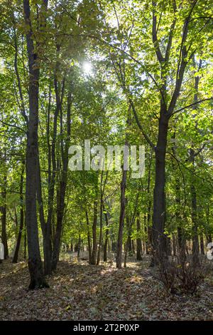 Alberi della foresta illuminati dalla luce del sole prima del tramonto, con i raggi del sole che scorrono attraverso gli alberi sul pavimento della foresta, illuminando la branche degli alberi Foto Stock