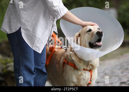 Donna che accarezza il suo adorabile cane Labrador Retriever con colletto elisabettiano all'aperto, primo piano Foto Stock