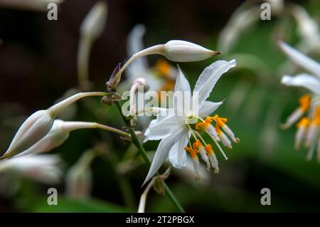 Sydney Australia, cirrhatum artropico o giglio di roccia endemico in Nuova Zelanda Foto Stock