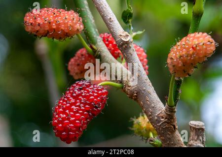 Sydney Australia, frutta matura su morus nigra o gelso nano Foto Stock