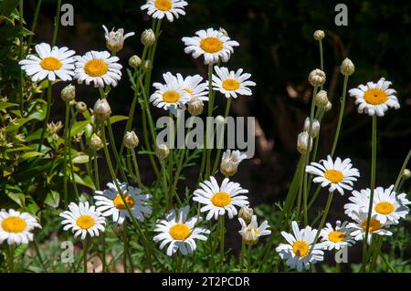 Sydney Australia fiori bianchi simili a margherita di un cineariifolium di tanacetum o pyrethrum dalmata Foto Stock