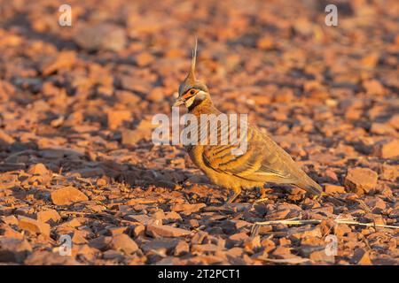 Spinifex Pigeon (Geopaps plumifera) sul terreno, Parco Nazionale di Karijini, Australia Occidentale, Australia Foto Stock