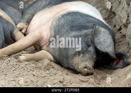 Un maiale dorme in un recinto esterno Foto Stock