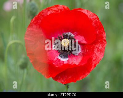 Un singolo fiore di papavero rosso in contrasto con un lussureggiante campo erboso Foto Stock