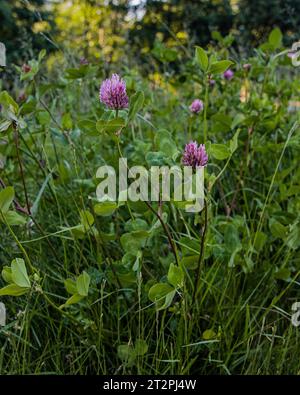 Il trifoglio viola fiorisce in un prato estivo Foto Stock
