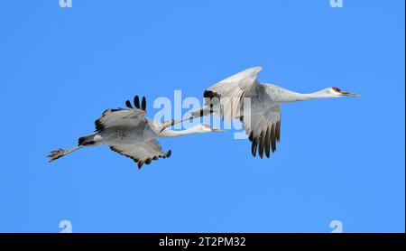 due gru di sabbia che volano in una giornata di sole nel loro habitat invernale dei campi di grano del rifugio naturale statale bernardo , vicino a socorro. new mexico Foto Stock