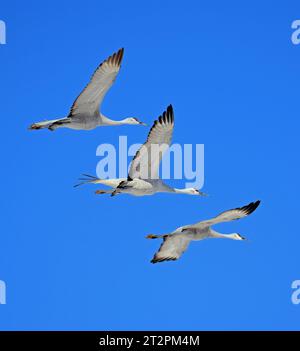 primo piano di tre maestose gru di sabbia che volano in una soleggiata giornata invernale al bernardo state wildlife refuge, vicino a socorro, new mexico Foto Stock