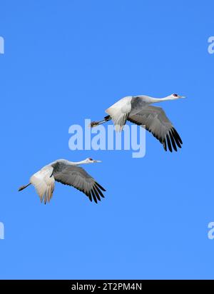 due gru di sabbia che volano in una giornata di sole nel loro habitat invernale dei campi di grano del rifugio naturale statale bernardo , vicino a socorro. new mexico Foto Stock