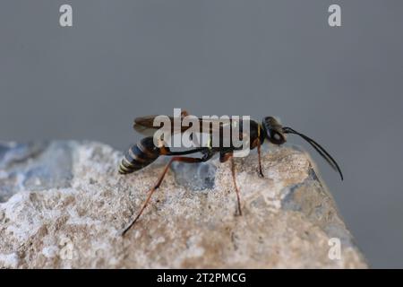 Vespa asiatica di fango su una pietra alla ricerca di materiale da costruzione Foto Stock