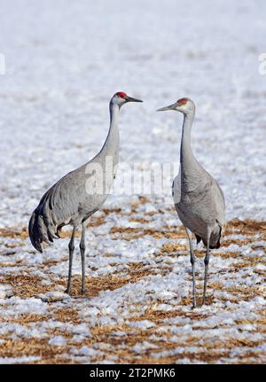 coppia di gru di sabbia nella neve in un campo di mais nel loro habitat invernale del rifugio naturale statale bernardo, vicino a socorro, new mexico Foto Stock