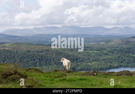 Mucca al pascolo ammirando la vista del lago Windermere da Gunner's How, Lake District, Cumbria, Regno Unito Foto Stock