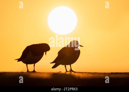 Turnstone, Ruddy Turnstone, Arenaria interpreta, uccello adulto sul muro del mare all'alba di Norfolk Foto Stock