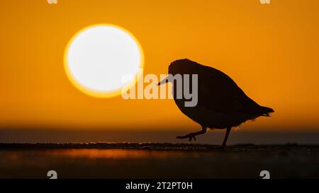 Turnstone, Ruddy Turnstone, Arenaria interpreta, uccello adulto sul muro del mare all'alba di Norfolk Foto Stock