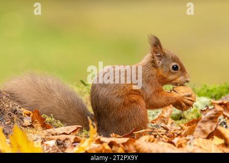 Scoiattolo rosso, nome scientifico, Sciurus vulgaris, simpatico scoiattolo rosso con orecchie tufty, con in mano una noce in autunno, allerta e rivolta verso destra. Kinloch sanno Foto Stock