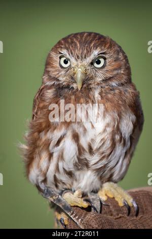 Ritratto ravvicinato di uno dei gufi più piccoli del sud america, un gufo pigmeo ferruginoso Glaucidium brasilianum. Un gufo prigioniero appollaiato sul guanto Foto Stock