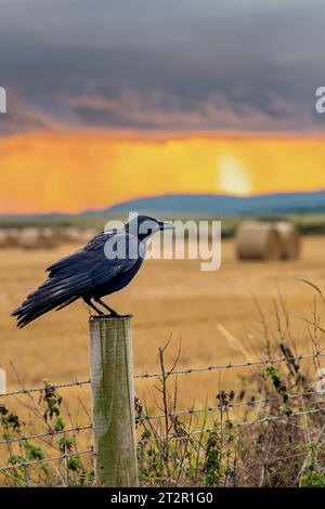 Corvid sedeva sul palo della recinzione accanto a un campo coltivabile a Marske-by-the-Sea, North Yorkshire, Inghilterra, Regno Unito Foto Stock