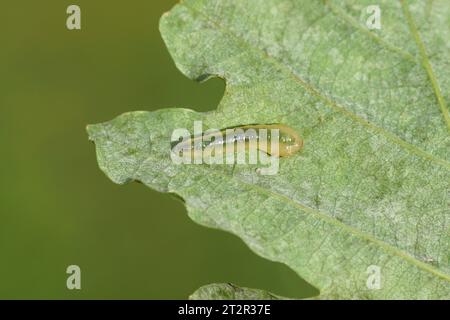 Larva, morma della sega Caliroa. Forse Caliroa Varipes. Sul lato inferiore di una foglia di quercia. Subfamilie Heterarthrinae. Seghe Family Common Foto Stock