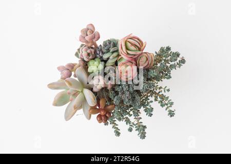 Echeveria Peach Pride, Sedum Dasyphyllum, Graptosedum Francesco Baldi pianta succulenta in vaso. Composizioni di bouquet di fiori piccoli e colorati, fioritura Foto Stock