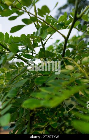 Foglie dell'albero di Trembesi, viste da vicino con un punto di osservazione che punta verso il cielo. Foto Stock