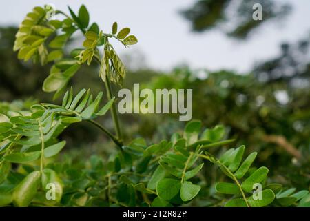 Foglie dell'albero di Trembesi, viste da vicino con un punto di osservazione che punta verso il cielo. Foto Stock