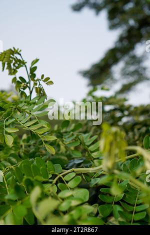 Foglie dell'albero di Trembesi, viste da vicino con un punto di osservazione che punta verso il cielo. Foto Stock