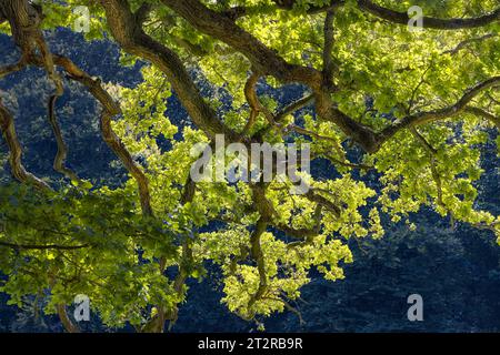 Bellissime foglie gialle su un ramo verde dell'albero, inondate dalla luce del sole. Foto Stock