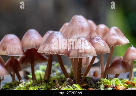 Mycena haematopus toadstools, comunemente noto come cofano burgundydrop, funghi che crescono sul tronco di alberi morti in autunno o ottobre, Regno Unito Foto Stock