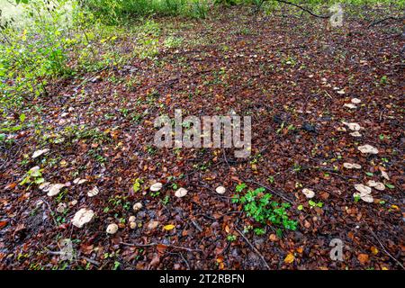 Un anello di fata nel bosco durante ottobre o autunno, funghi a torta di veleno toadstools funghi (Heboloma crustuliniforme) che crescono in cerchio Foto Stock