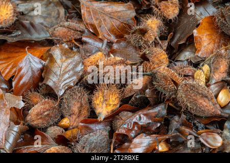 Albero di faggio dadi di faggio di faggio di albero di faggio su fondo boschivo durante l'autunno di ottobre, Regno Unito Foto Stock