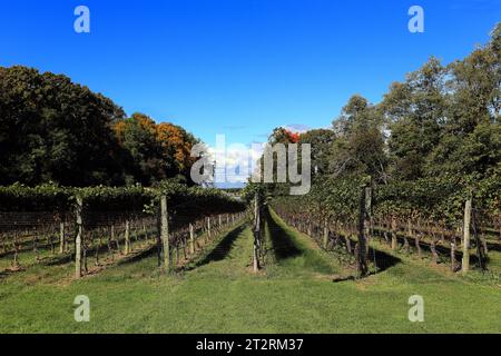 Harmony Vineyards Head of the Harbor Long Island NY Foto Stock