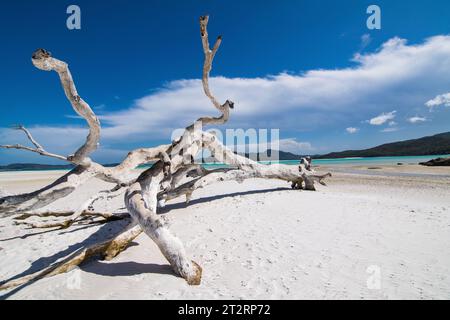 Tree at Whitehaven Beach Foto Stock