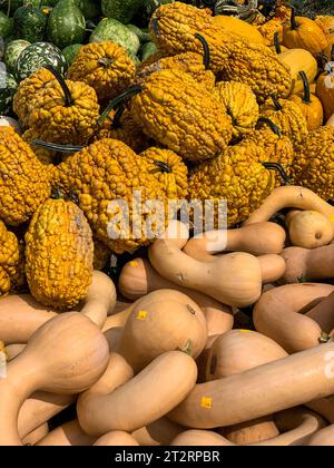 Gourds for Halloween Decoration, St. Mary's County, Maryland, USA. Foto Stock