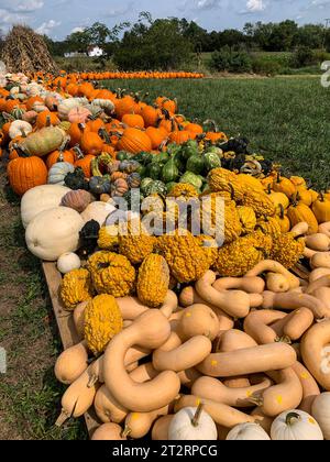 Buongustai, squash e zucche per decorazioni di Halloween, St. Mary's County, Maryland, USA. Foto Stock