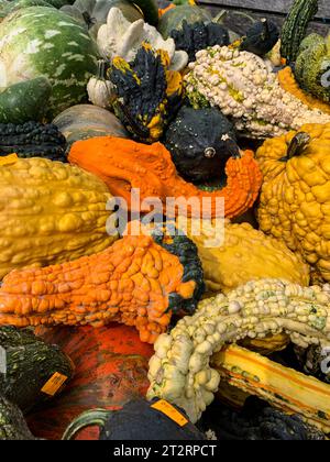 Gourds for Halloween Decoration, St. Mary's County, Maryland, USA. Foto Stock