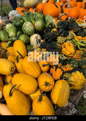 Buongustai, squash e zucche per decorazioni di Halloween, St. Mary's County, Maryland, USA. Foto Stock