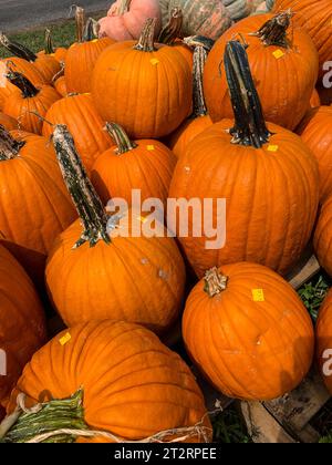 Zucche al prezzo di Halloween sale, St. Mary's County, Maryland, USA. Foto Stock