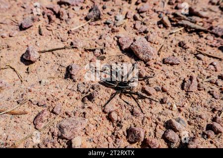 Ragno da pesca, ragno da zattera (Dolomedes fimbriatus, femmina). Questa specie di ragno dello stagno nord si nutre di insetti, tadpole, piccoli pesci. Macro Foto Stock