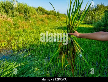 Ristagno di acqua. Questo ex canale di drenaggio si è insabbiato ed è cresciuto con soldato di acqua dolce (Stratiotes aloides) e divenne invalicabile. Lea Foto Stock