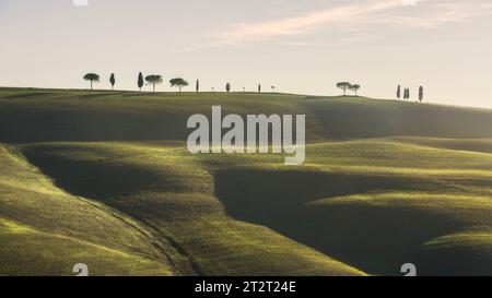 Colline ondulate, cipressi e pini in cima alla collina al tramonto. Torrenieri, Val d'Orcia, Siena, Toscana, Italia Foto Stock