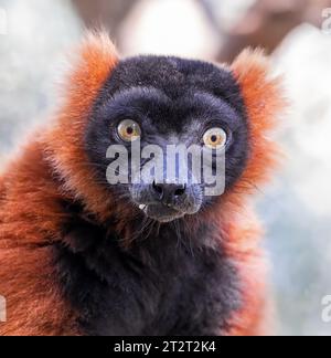 Primo piano di un lemure con volant rosso (Varecia rubra) Foto Stock