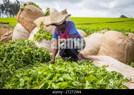 Un agricoltore africano lavora nei campi di tè e si occupa del raccolto da mettere nei sacchi. Foto Stock