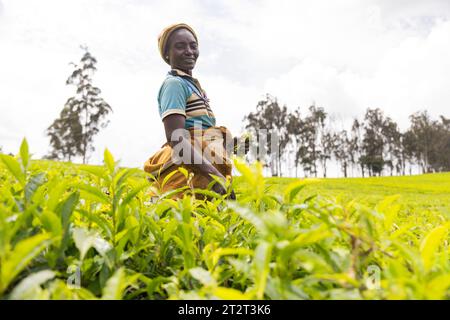 Una contadina africana matura e sorridente lavora nei campi da tè in Camerun. Foto Stock