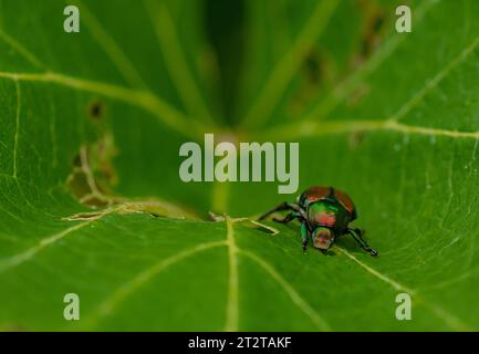 Scarabeo giapponese che mangia una foglia di vite in un vigneto Foto Stock