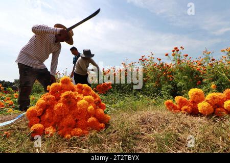 Atlixco, Messico. 20 ottobre 2023. Gli agricoltori durante il raccolto del "Cempasuchil Flower" in un campo nello stato di Puebla, per distribuirli nei mercati locali in modo che possa essere venduto alla gente per decorare le offerte come parte della celebrazione del dia de Muertos (giorno dei morti) in Messico. Il 20 ottobre 2023 ad Atlixco, Messico. (Immagine di credito: © Carlos Santiago/eyepix via ZUMA Press Wire) SOLO USO EDITORIALE! Non per USO commerciale! Foto Stock