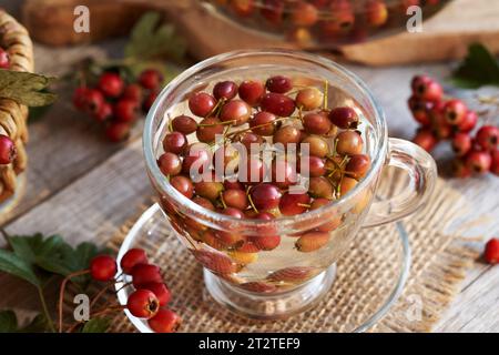 Biancospino fresco o bacche di Crataegus in una tazza di tè alle erbe Foto Stock