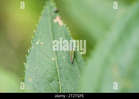 Leafhopper - Beireola sp. Su una foglia al Refugio Paz de las Aves, Ecuador Foto Stock