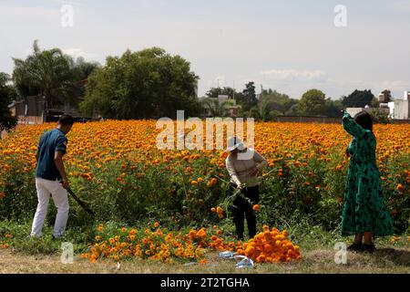 Atlixco City, Messico. 21 ottobre 2023. 20 ottobre 2023, Stato di Puebla, Messico: Produttori di fiori di Cempasuchil nel comune di Atlixco nello stato di Puebla. Il 20 ottobre 2023 nello stato di Puebla, Messico (foto di Luis Barron/Eyepix Group). Crediti: Eyepix Group/Alamy Live News Foto Stock