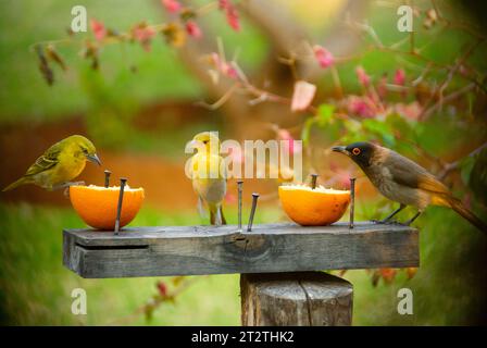 Tre piccoli uccelli gusteranno la colazione a base di frutta su un tavolo per uccelli in Sud Africa Foto Stock